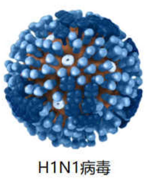 H1N1病毒灭活