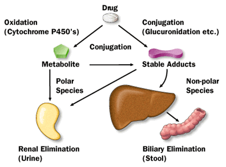药物进入体内后的代谢与排泄途径