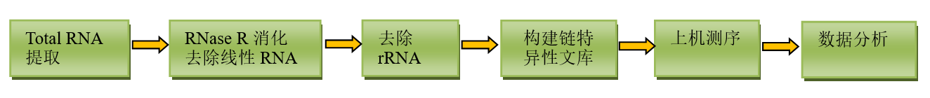 环状RNA测序 技术流程