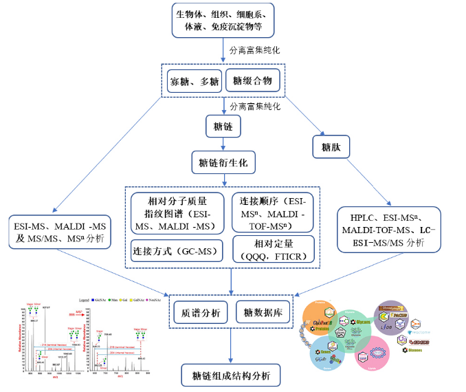 糖类质谱检测分析