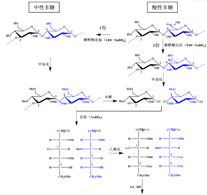 多糖甲基化分析—糖苷键解析