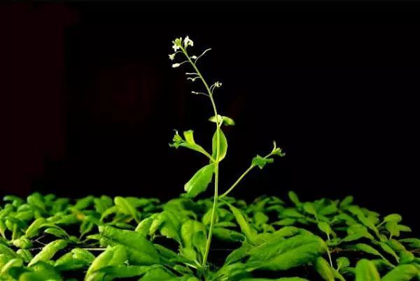 拟南芥遗传转化