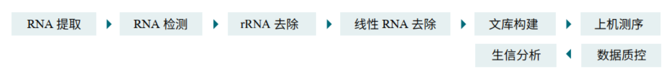 CircRNA技术路线