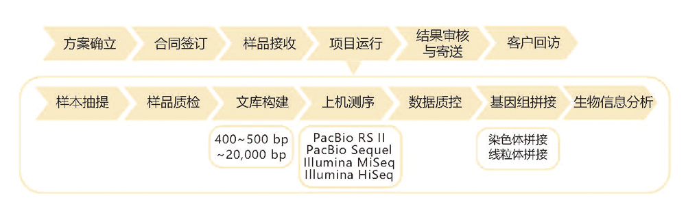 真菌基因组de novo测序技术路线.jpg