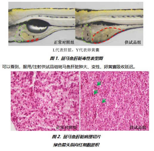 利用斑马鱼模型评价肝脏毒性