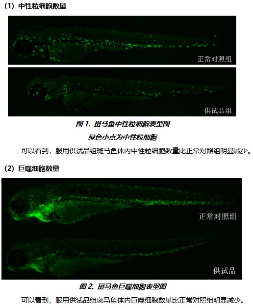 利用斑马鱼模型评价免疫毒性