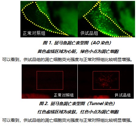 利用斑马鱼评价细胞凋亡