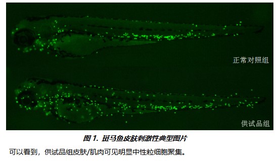 利用斑马鱼模型评价皮肤肌肉毒性