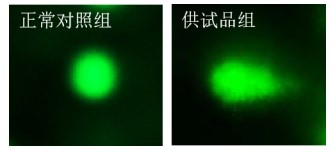 利用斑马鱼模型评价基因毒性
