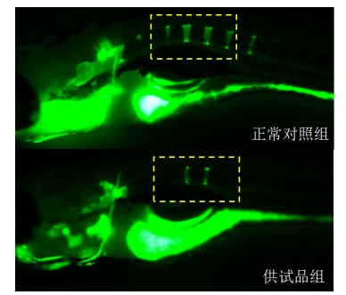 利用斑马鱼模型评价骨毒性