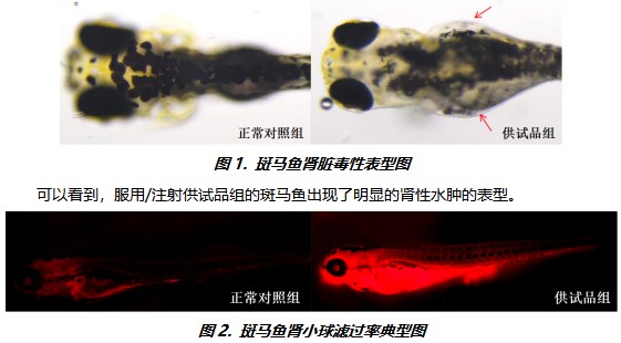 利用斑马鱼模型评价肾脏毒性