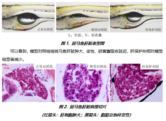 利用斑马鱼模型评价酒精性肝损伤保护作用