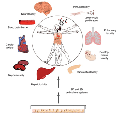 新的化合物可能引起各类组织器官的毒性损伤，这些毒性可以在相应的2D或3D培养的细胞模型中进行早期检测，为药物研发提供重要参考资料。