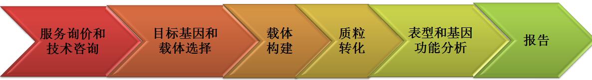 基因过表达实验流程