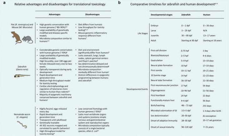 斑马鱼的转化毒理学，关于斑马鱼的毒理试验